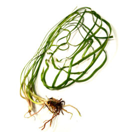 Cryptocoryne Sivadasanii/ Needle leaf Cryptocoryne (Single plant)